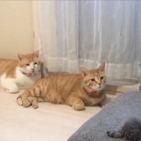 三度見