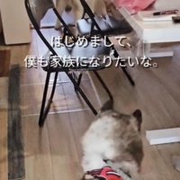 家族が決まったよ！