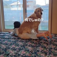 振り返る大型犬