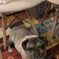 様子を伺うがんすけくん