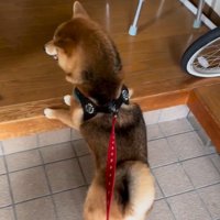 ウズウズするはちちゃん