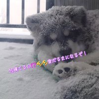 毛に雪がつく子犬