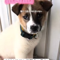 隅で震える子犬2