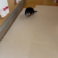 侵入しちゃいました！