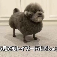 新種の犬種！？
