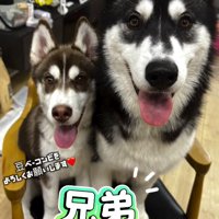 同じイスに乗る2頭の犬