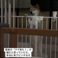 「もう無理だわ…」