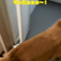 お風呂場に入る犬