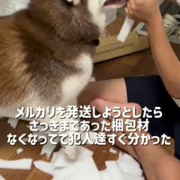 クッション材もおもちゃに