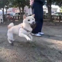 松ぼっくりを咥える犬