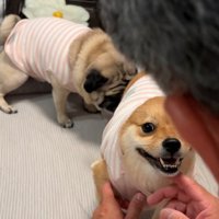 注意を聞く犬