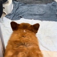 お風呂上がりのロイくん