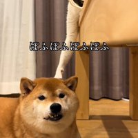 猫に触られて静かにしている犬