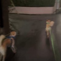 走る犬2