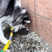 ナラちゃんの行動5