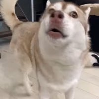 寧々ちゃん＆茶々ちゃんのお出迎え4