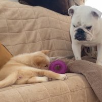 おもちゃを鼻先でつつく子犬