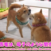 仲良くじゃれ合う2匹♪