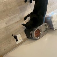 キングくんと子猫⑩