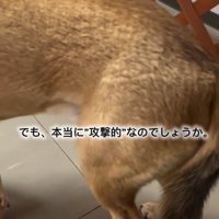 震えるあい君
