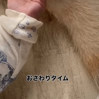 小さな手で犬の体を触る赤ちゃん
