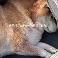 よく見ると目が開いてる…