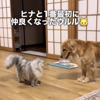 見つめ合う犬と猫