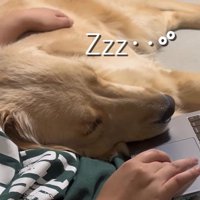 お仕事中の飼い主さんに甘える麹くん9