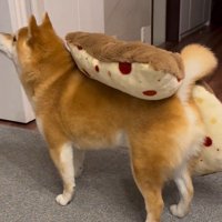 「おやつ」と聞いた文太くんの反応9