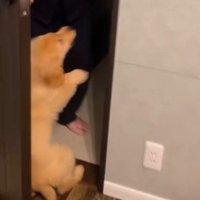 犬嫌いなおじいちゃんが…