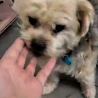 まるるちゃんに触れる飼い主さん%歳で飼育放棄されました