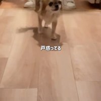 シアルちゃんを迎えた日4