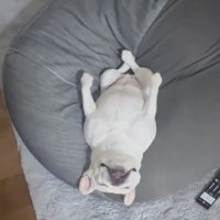 後ろ足を組んで寝る犬