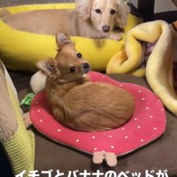 クッションで寛ぐ小型犬たち