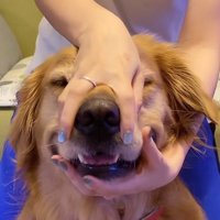 顔を掴まれるベイリーちゃん