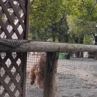 柵へ向かって全力疾走