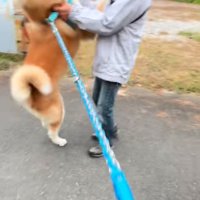 飛びつく秋田犬