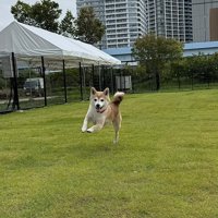 ボールを投げると全力疾走