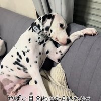 ソファの上でお腹を見せながら顔を逸らしまくるダルメシアン