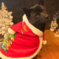 母作の衣装を着る信玄くん4