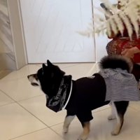 歩き始めたラックくん
