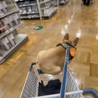 カゴによじ登っています！