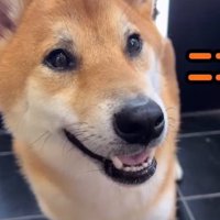 笑顔のボブくん