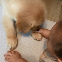 あしゅちゃんの前足を掴む赤ちゃん