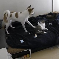 まめちゃんが構ってアピール！？