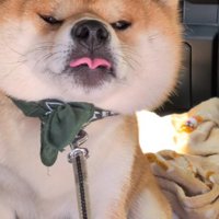 意地でも引かないタロウくん