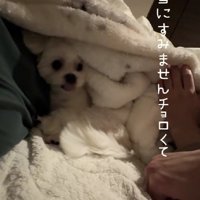 愛おしさには勝てません