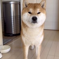 ご飯を食べたいみたい