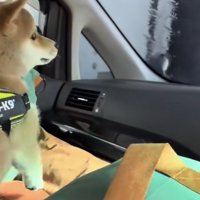 水にびっくりして後ずさる豆柴