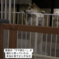 柵をガージガジ